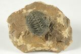 Detailed Reedops Trilobite - Atchana, Morocco #204130-1